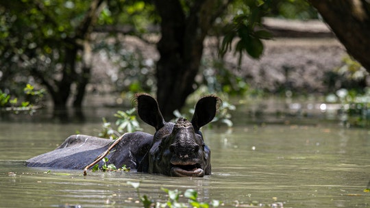 Rare rhinos among dead as India floods kill dozens of people, displaced millions in Assam state