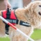 America’s VetDogs offer free service dogs to our military and first responder heroes