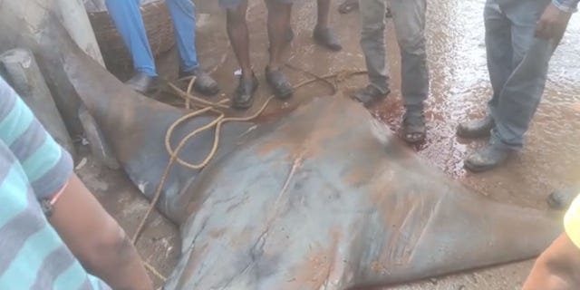 The manta ray was caught off the coast of Digha, a coastal town in the East Medinipur district, Southwest News Service (SWNS) reports.