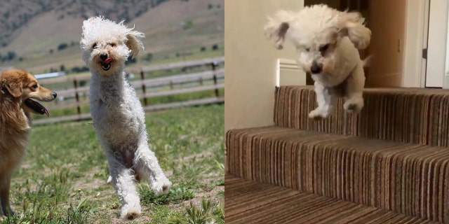 Cora the miniature poodle has made a remarkable recovery after being abandoned with two broken legs, a broken back and a shattered pelvis.