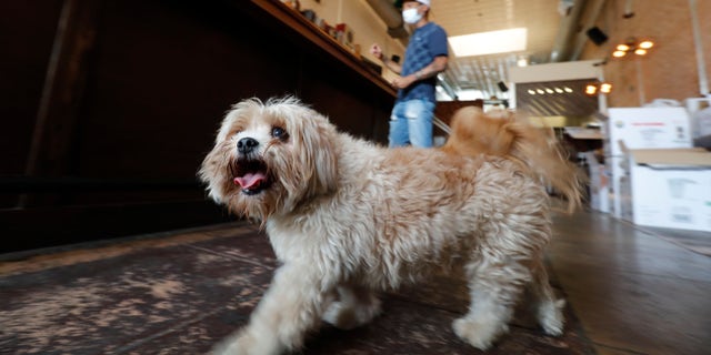 Havanese dog Brooklyn, who is not dog with virus, walks around the Shoals Sound & Service vegan restaurant as his owner Omar Yeefoon works is in the establishment Tuesday, June 30, 2020, in Dallas. (AP Photo/LM Otero)