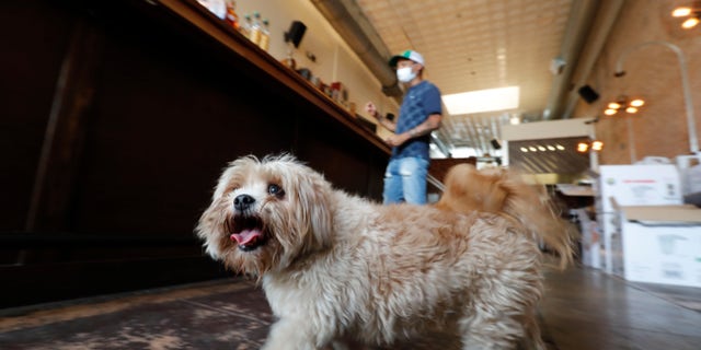 Havanese dog Brooklyn, who is not dog with virus, walks around the Shoals Sound & Service vegan restaurant as his owner Omar Yeefoon works is in the establishment Tuesday, June 30, 2020, in Dallas. (AP Photo/LM Otero)