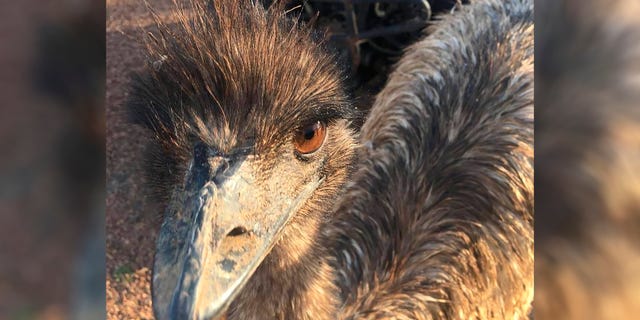 According to locals, the emus are large animals and stand at just over 6-and-a-half feet tall when standing straight up.