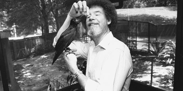 TV painting instructor/artist Bob Ross hand-feeding his pet crow as it perches on his hand at home.