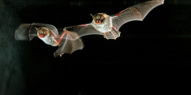 Natterer's bats (Myotis nattereri) flying in cave, Europe - file photo.