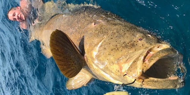 Chancey told Fox News that this was the first time he saw two men get pulled into the water by the same fish. Weighing in at 450 pounds, the captain described it as an “upper echelon” catch.