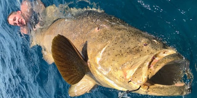 Chancey told Fox News that this was the first time he saw two men get pulled into the water by the same fish. Weighing in at 450 pounds, the captain described it as an “upper echelon” catch.