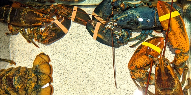 A rare blue lobster was rescued by employees at a Red Lobster restaurant in Akron, Ohio. (Courtesy Akron Zoo)