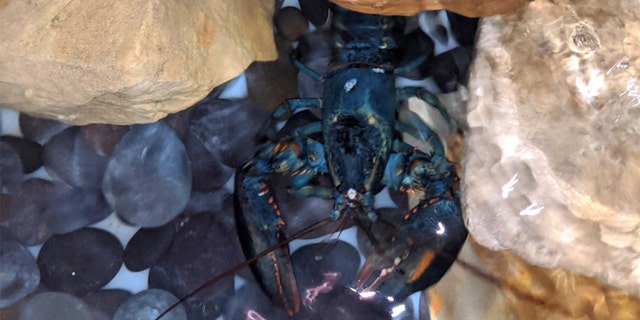 On Sunday, the zoo was able to take in Clawde. (Courtesy Akron Zoo)