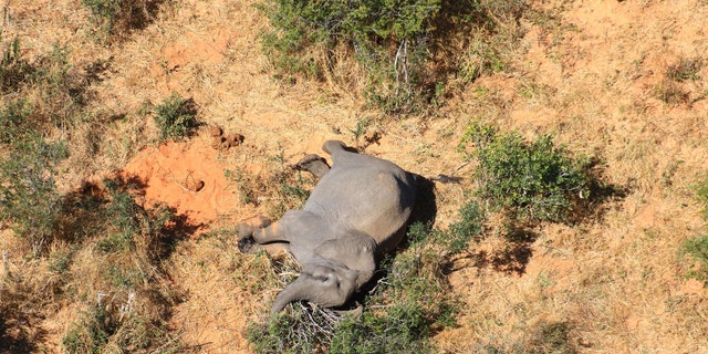 Aerial photographs show the elephant carcasses dotted across the landscape.