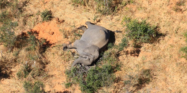 Aerial photographs show the elephant carcasses dotted across the landscape.