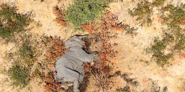 The mass elephant die-off has been described as "catastrophic."