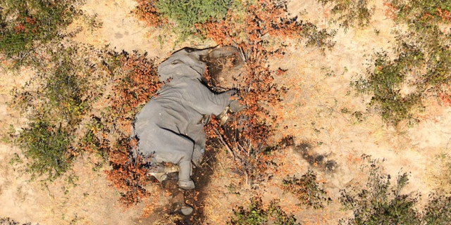 The mass elephant die-off has been described as "catastrophic."