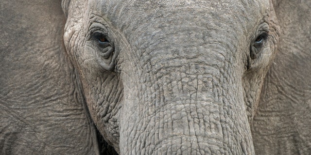 Close-up of a juvenile African elephant (Loxodonta africana) in the Jao concession, Wildlife, Okavango Delta in Botswana - 2019/12/11 - file photo.