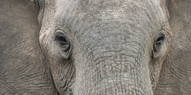 Close-up of a juvenile African elephant (Loxodonta africana) in the Jao concession, Wildlife, Okavango Delta in Botswana - 2019/12/11 - file photo.