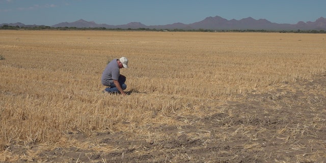 Jon Post has been growing the crop for 25 years. This season he grew 1,000 acres but because of high demand, he hopes to plant more than double the amount of seeds, possibly reaching 3,000 acres (Stephanie Bennett/Fox News).