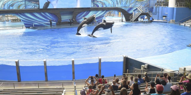 Trained orcas jump out of the water during a show at the SeaWorld amusement park in Orlando, Fla. on June 11. (Zack Wittman/Bloomberg via Getty Images)