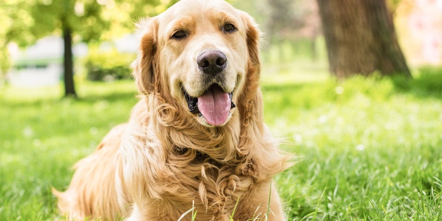 The Golden Retriever, a medium-to-large-sized dog, was bred to retreive shot waterfowl. It has distinct golden-hued fur. (iStock)