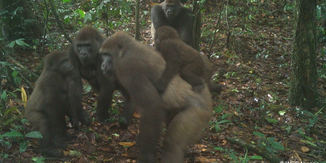 election 2020 Donald Trump President Trump Conservative News RNC A group of Cross River gorillas, including a baby, photographed on June 22, 2020.