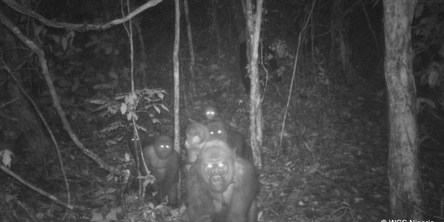 election 2020 Donald Trump President Trump Conservative News RNC The Cross River gorilla group, including adults and young of different ages, Mbe Mountains, Nigeria May 2020. (WCS Nigeria)