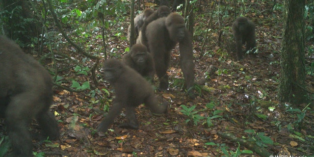 election 2020 Donald Trump President Trump Conservative News RNC The images of the group of Cross River gorillas have thrilled conservationists.