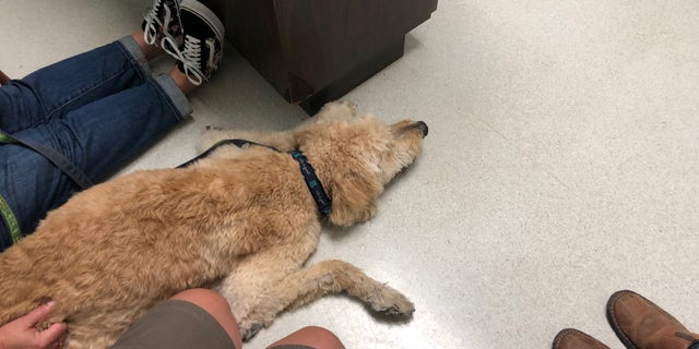 Pilgrim at the vet’s office before his final goodbye