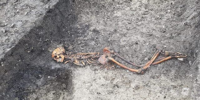 Skeleton of adult male at Wellwick Farm, uncovered by HS2 archaeological works. (Credit: HS2)