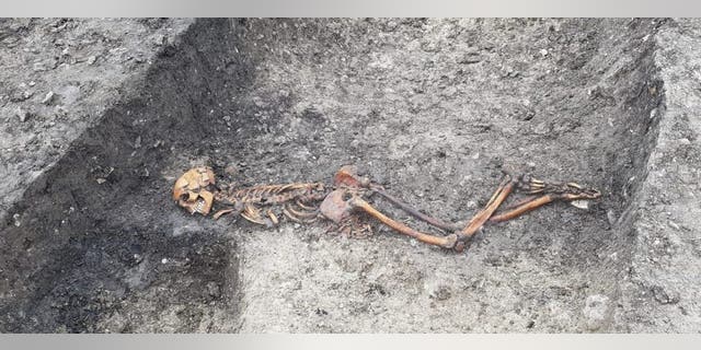 Skeleton of adult male at Wellwick Farm, uncovered by HS2 archaeological works. (Credit: HS2)