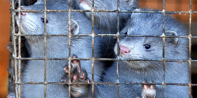 Minks peer out of their cages at a pelt farm near the village of Lesino some 115 miles south-west of Minsk on November 26, 2010 -file photo.