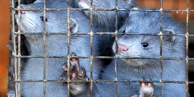 Minks peer out of their cages at a pelt farm near the village of Lesino some 115 miles south-west of Minsk on November 26, 2010 -file photo.