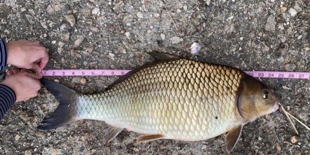 Owen Seay's new record catch for a quillback carpsucker in Michigan, pictured. 