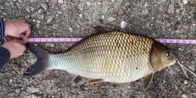 Owen Seay's new record catch for a quillback carpsucker in Michigan, pictured.