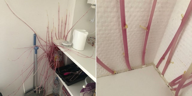 Donna Porée, 22, returned to her home in June after three months away to find her potatoes had sprouted long tentacles that broke through her kitchen countertop.