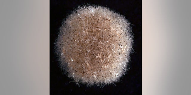 A specimen of Abyssalia, a new genus of Foraminifera.