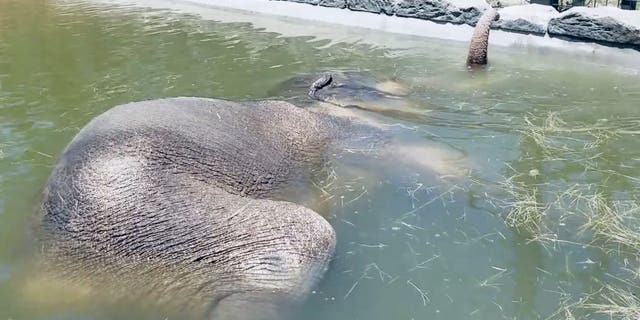 Colonel, 29, weighs almost five tons and is one of seven Asian elephants at the Fort Worth Zoo in Texas. (Credit: SWNS)