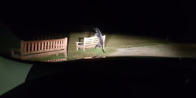 Police were reportedly called to a park in Steyning, Horsham, West Sussex, on Friday over fears of an “apex predator” roaming around.