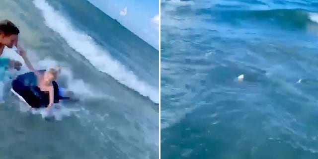 Police said the shark, pictured right, swam within feet of Kosicki and the boy as they safely reached the shore, pictured left.