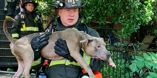 Six dogs were rescued from a burning home during the intense heat wave in Washington D.C. on Tuesday.