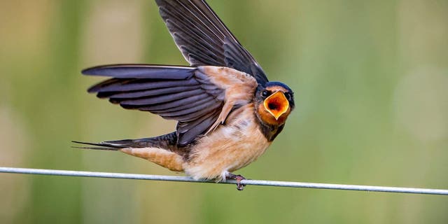 A young swallow calls out for food at Rising Sun Country Park in Wallsend, Tyne and Wear. Taken on 8/07/20. See SWNS copy SWCAfast: These amazing split-second photos show the moment a swallow fed its young - whilst hovering in mid-air. The mother swallow can be seen swooping towards where her chick sat eagerly on a pole, waiting with mouth wide open for its tasty treat. And the mother bird's face seems to disappear almost whole into the chick's mouth, as she places an insect inside the youngster's mouth.