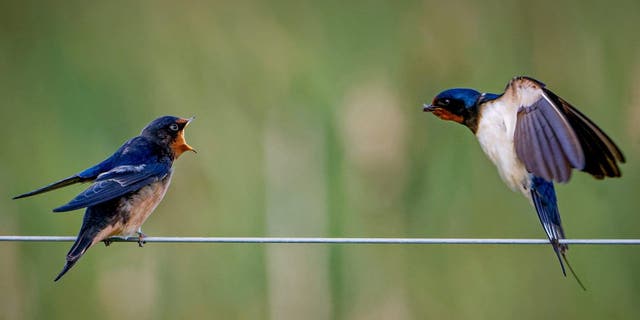 A mother swallow feeds its young an insect at Rising Sun Country Park in Wallsend, Tyne and Wear. (Credit: SWNS)