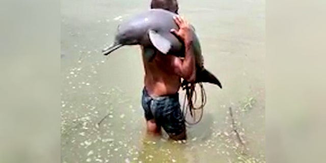 The fisherman was seen by witnesses carrying the dolphin away from the nets before releasing it safely back into the water.