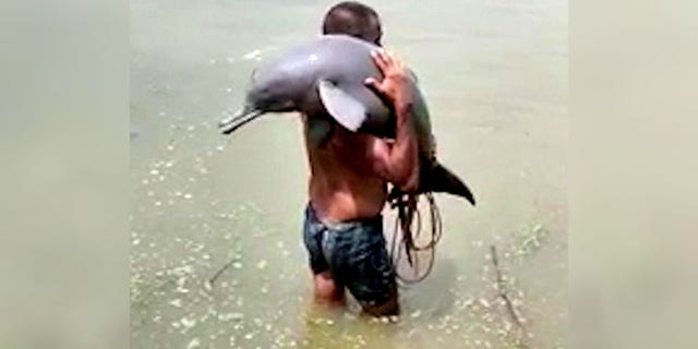 The fisherman was seen by witnesses carrying the dolphin away from the nets before releasing it safely back into the water.