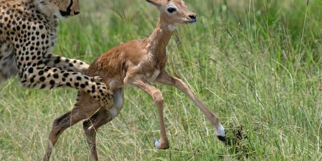 The cheetah mother and her 3 young cubs were spotted in the Olare Motorogi Conservancy, Masai Mara, Kenya by a traveling group of photographers. (Credit: Kurt S Mueller, SWNS)