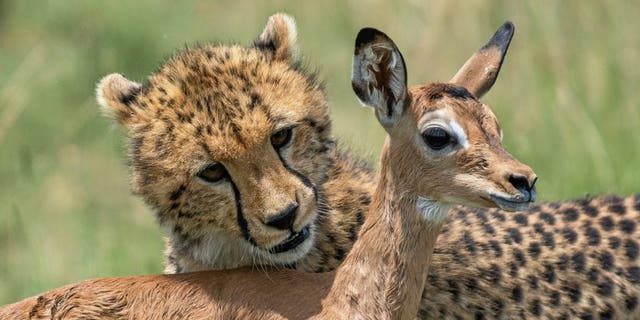 These apparently playful images show cheetah cubs practicing how to hunt using an impala calf after it was separated from its mother in the Olare Motorogi Conservancy, Masai Mara, Kenya. (Credit: Kurt S Mueller, SWNS)