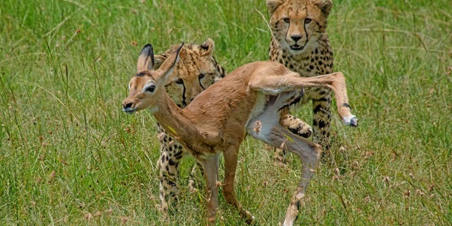 Upon splitting the calf up from its mother the Cheetah used the opportunity to teach her cubs how to hone their hunting skills. The sweet cubs, not yet possessing the killer instinct that they will grow to have do not instantly kill the calf and instead play with it, leading to a few frames where it simply appears that the impala has made a few furry friends who have adopted it into their pack. (Credit: Kurt S Mueller, SWNS)