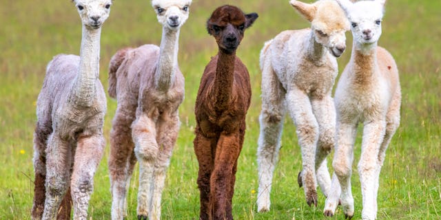 Newborn Mr. Softee was only born on July 19, and the oldest of the five babies is Casey, born on May 29. Dark brown Sahara Foncé is expected to become a prize-winner at shows when she competes, as is fawn-colored Akoya when he goes into the ring. (Credit: SWNS)