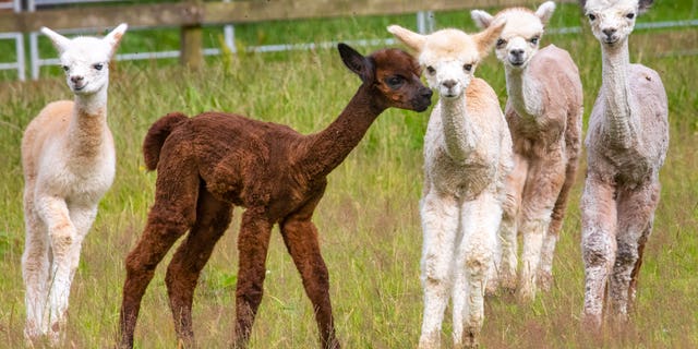 Delighted owners Stuart Ramsay, 56, and wife Jean McDonald, 64, love watching the babies playing together. (Credit: SWNS)