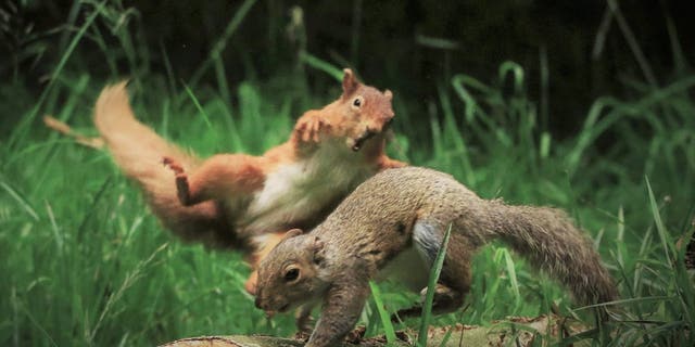 John O’Brien, 57, from Arklow, Ireland, has captured the extraordinary moment a red squirrel decided to confront grey squirrel entered its territory. (Credit: SWNS)