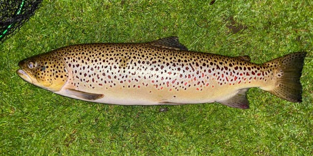 The angler's "monstrous" trout measured 11-pounds and-31 inches. (SWNS)