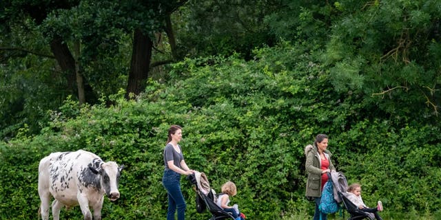 A cow follows two women with children in strollers. (Credit: SWNS)